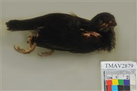 藏品(輝椋鳥)的圖片